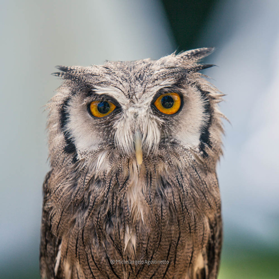 African owl
